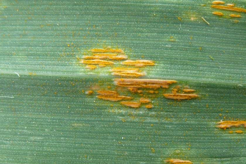 Crown Rust